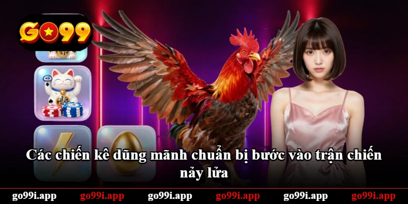 Các chiến kê dũng mãnh chuẩn bị bước vào trận chiến nảy lửa Các chiến kê dũng mãnh chuẩn bị bước vào trận chiến nảy lửa
